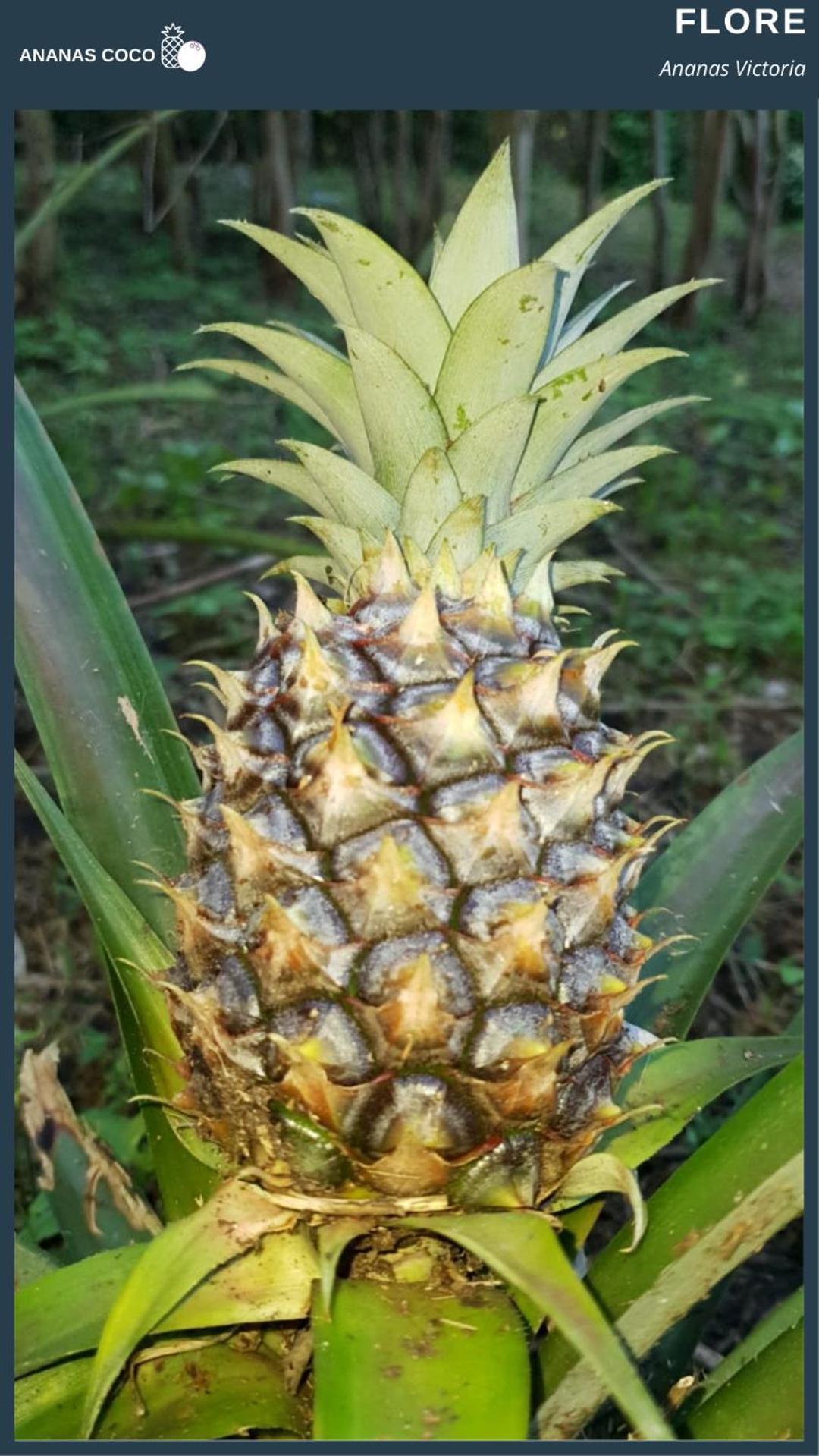 Bed and Breakfast Ananas Coco Salazie Zewnętrze zdjęcie
